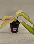Philodendron  'Whipple Way' SALE