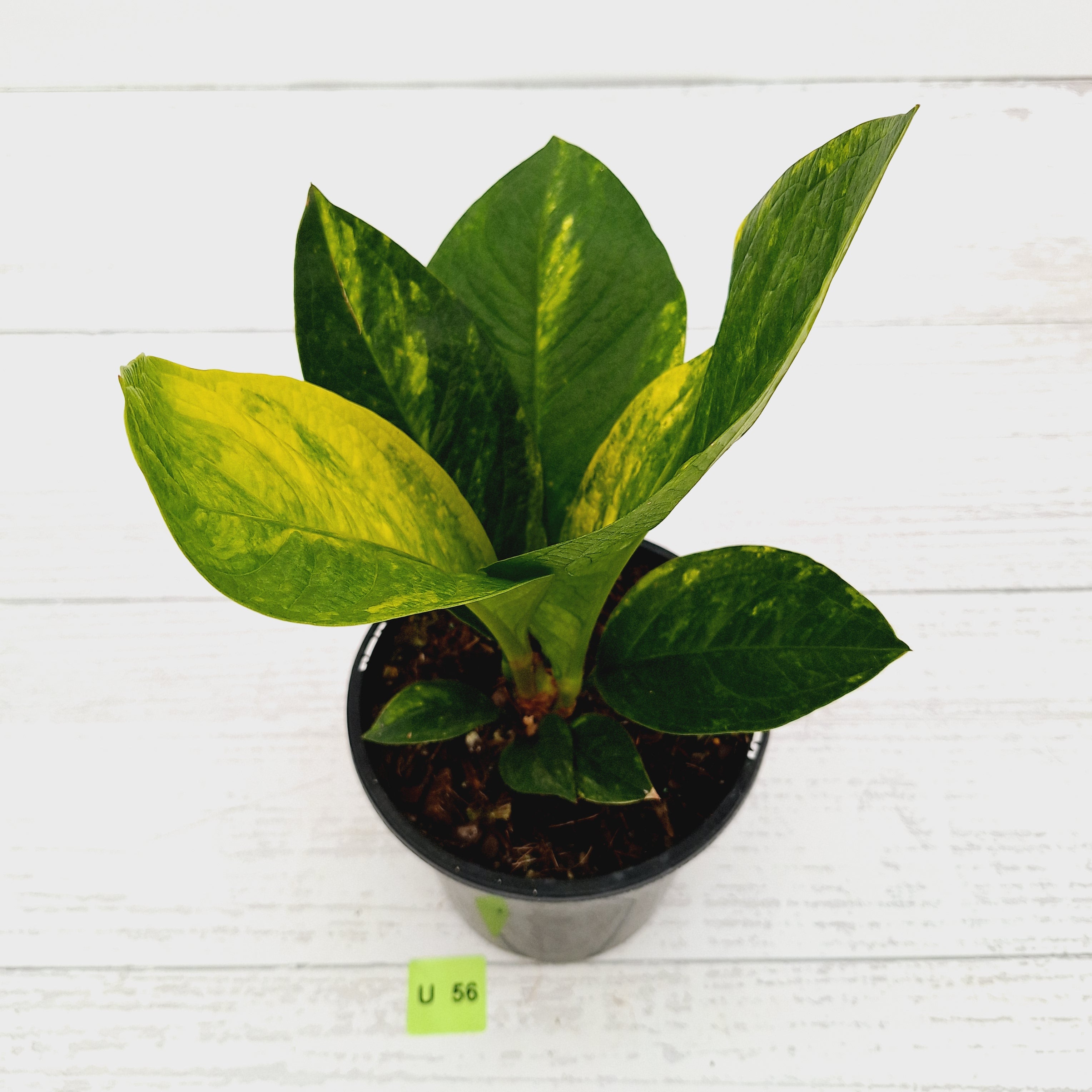 Anthurium jenmanii Variegata