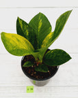Anthurium jenmanii Variegata