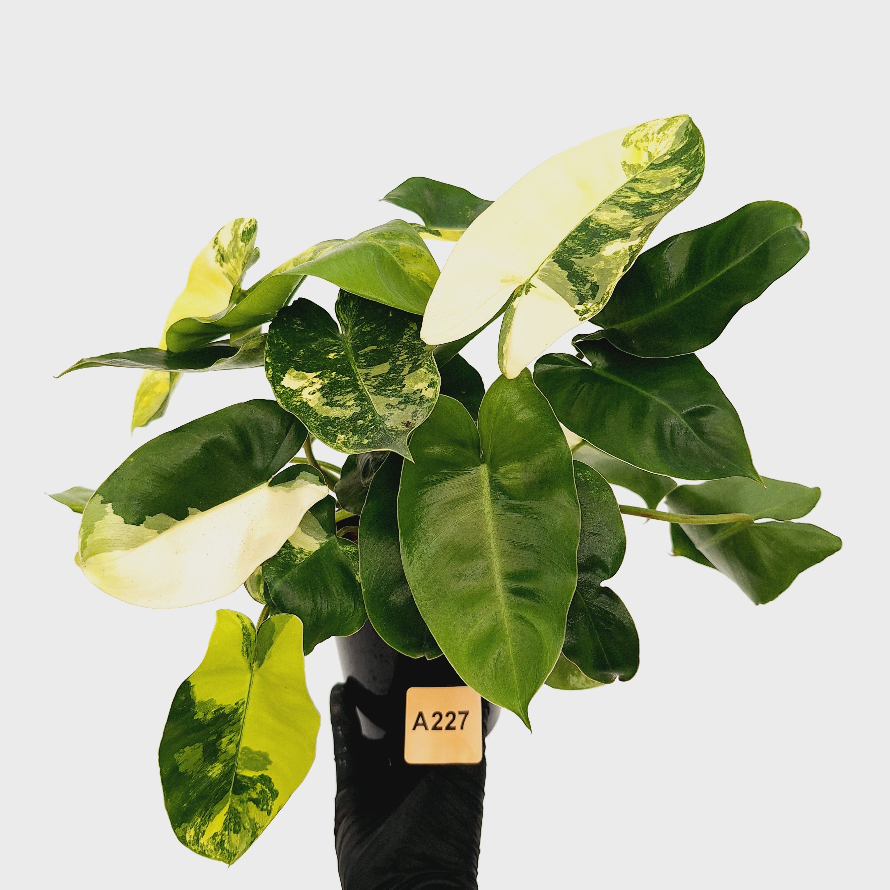 Philodendron Burle Marx variegata