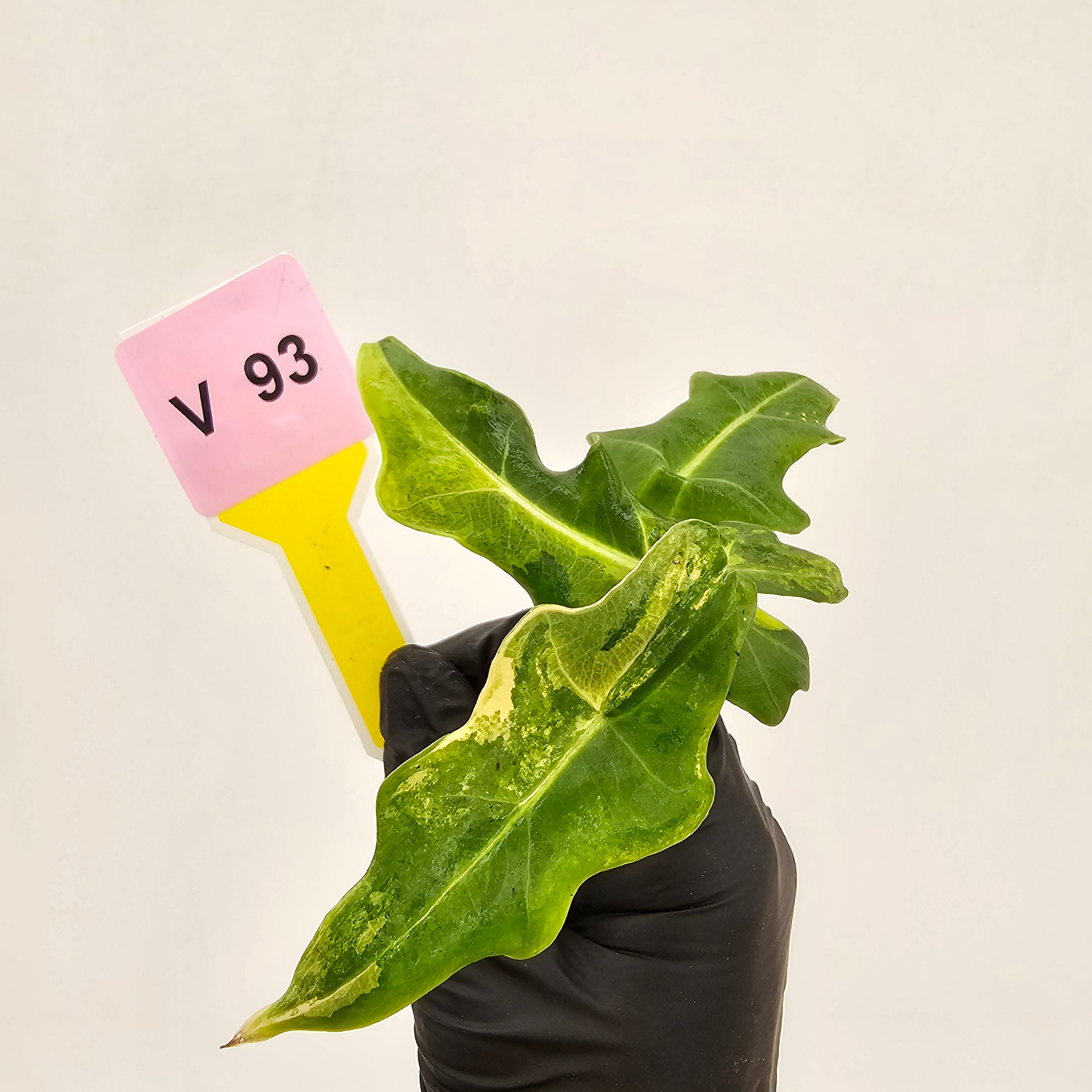 Alocasia portei Malaysian Monster Variegata - Bare Bottom Baby - SALE