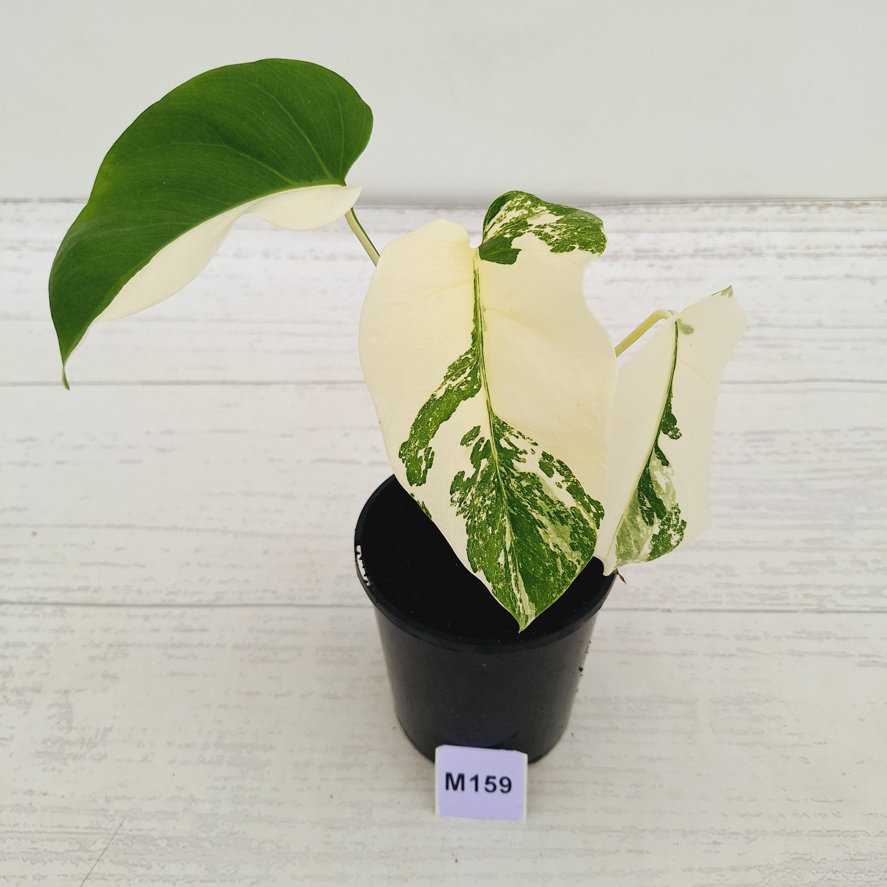 Monstera borsigiana 'Albo'