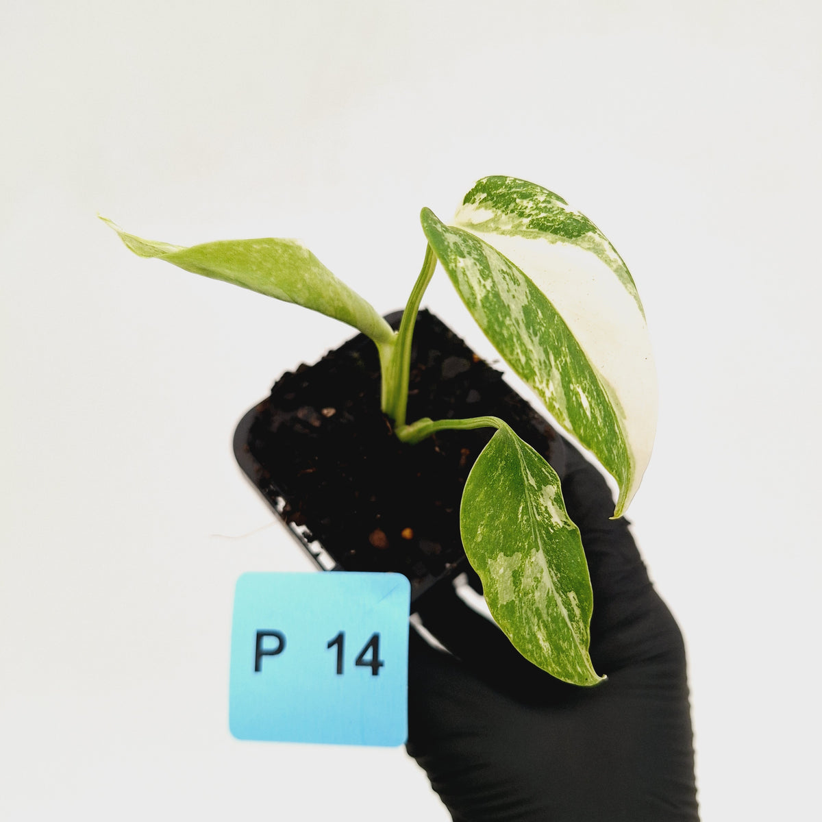 Monstera borsigiana 'Albo' - SALE