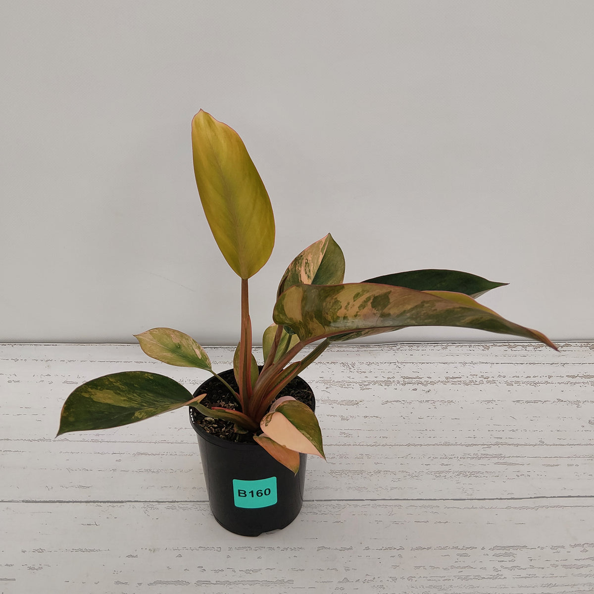 Philodendron 'Rojo Congo Variegated' 125mm - SALE