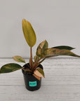 Philodendron 'Rojo Congo Variegated' 125mm - SALE