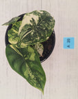 Alocasia Dragon Scale Variegata