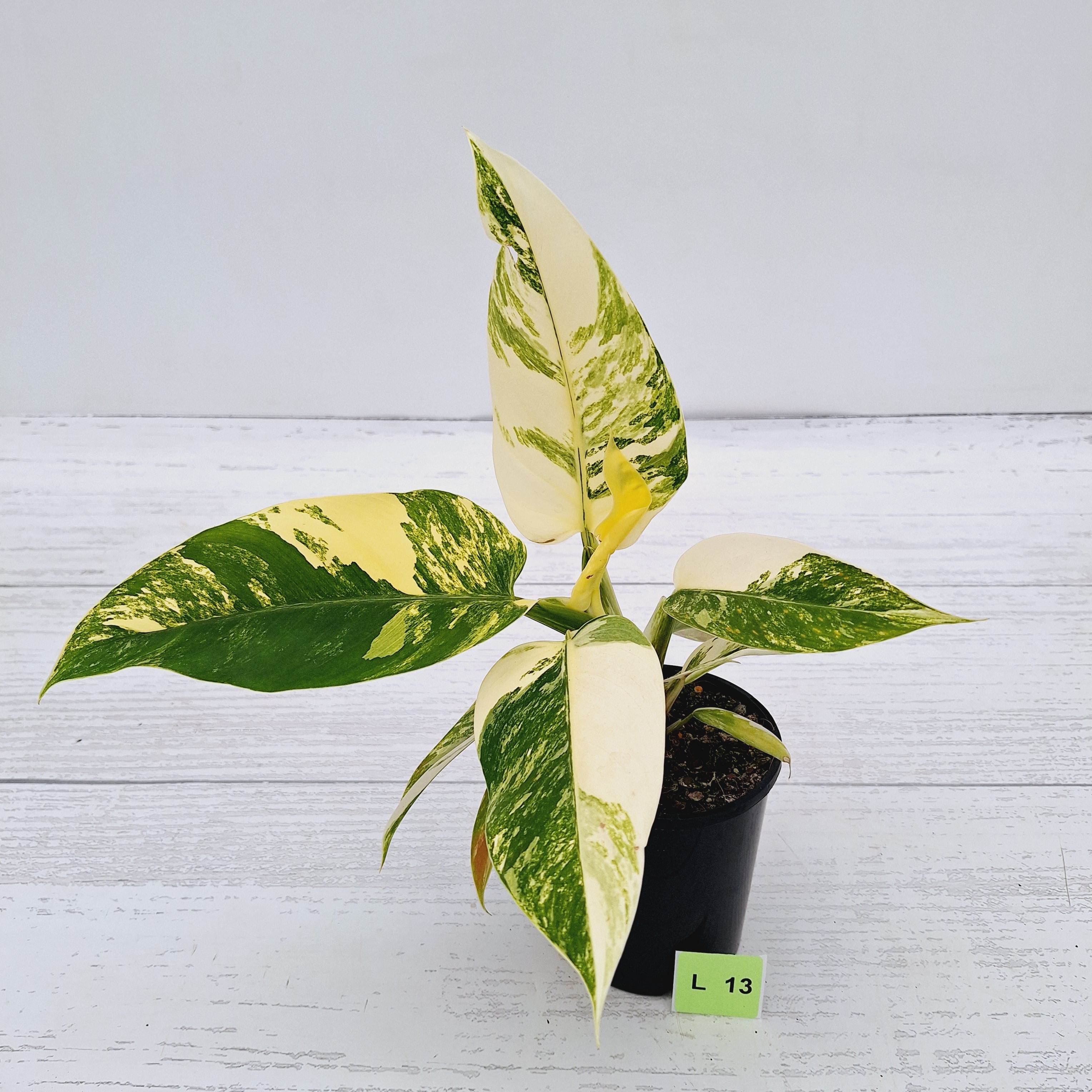 Philodendron imperial green variegata
