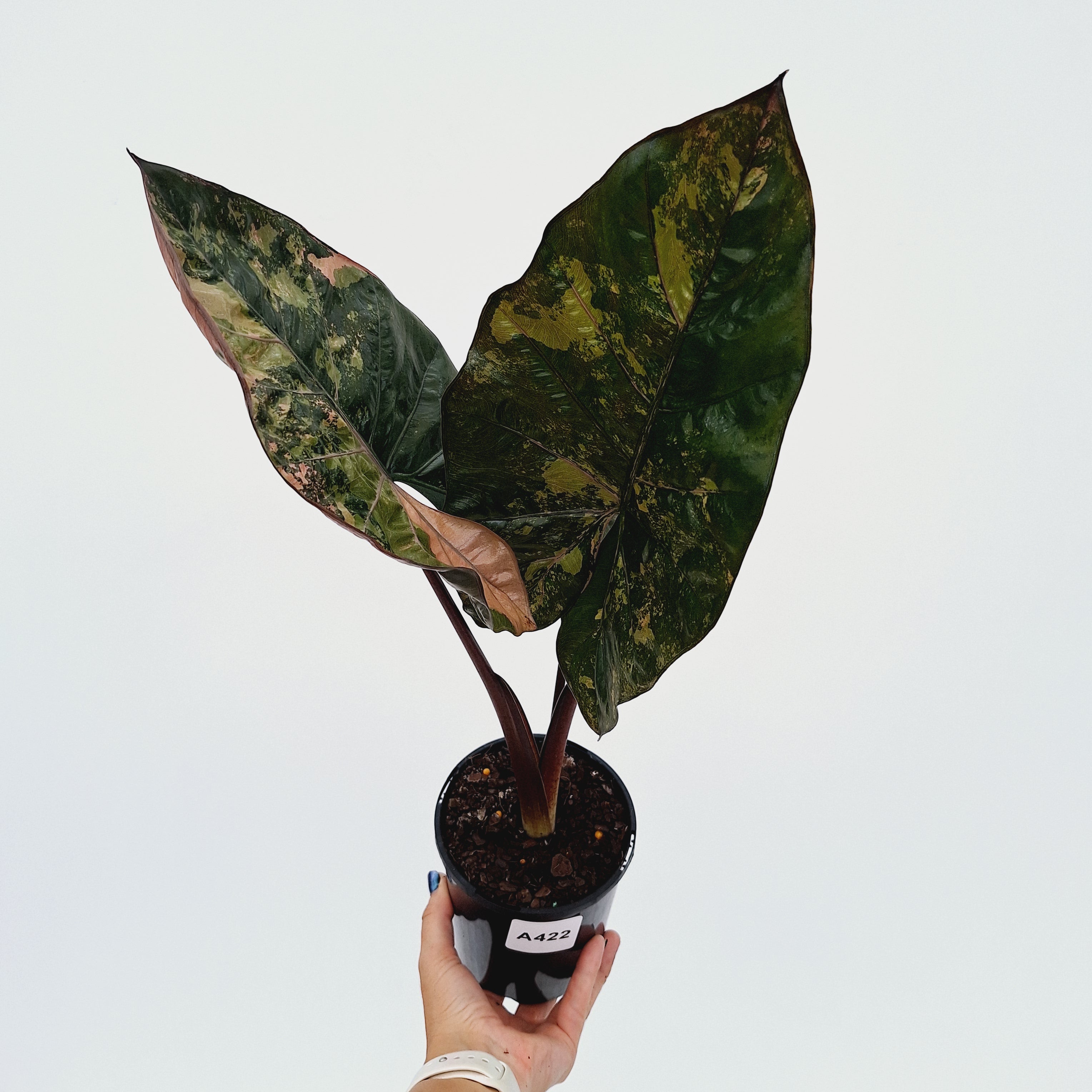 Alocasia macrorrhizos 'plumbea Variegata'