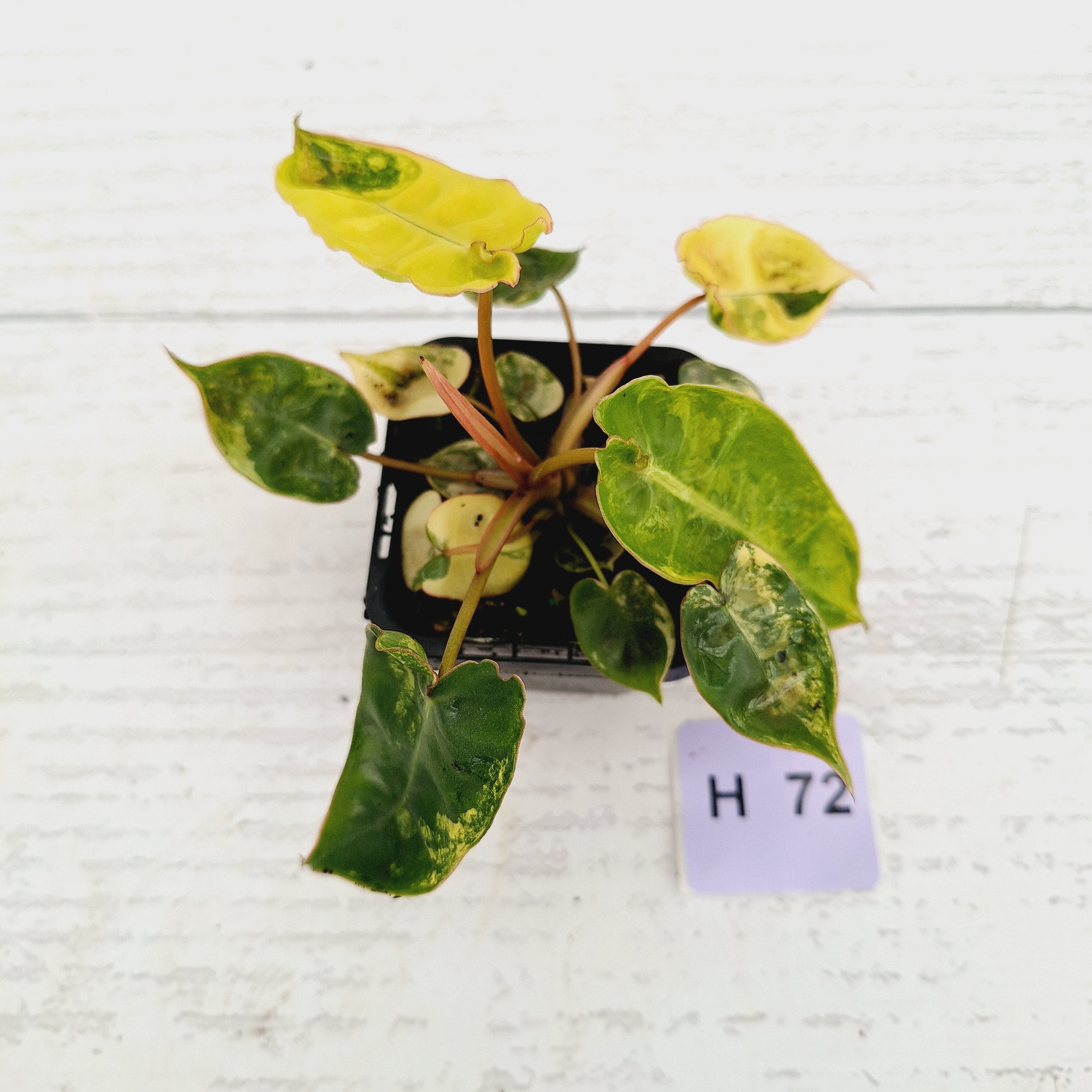 Philodendron billietiae Variegata