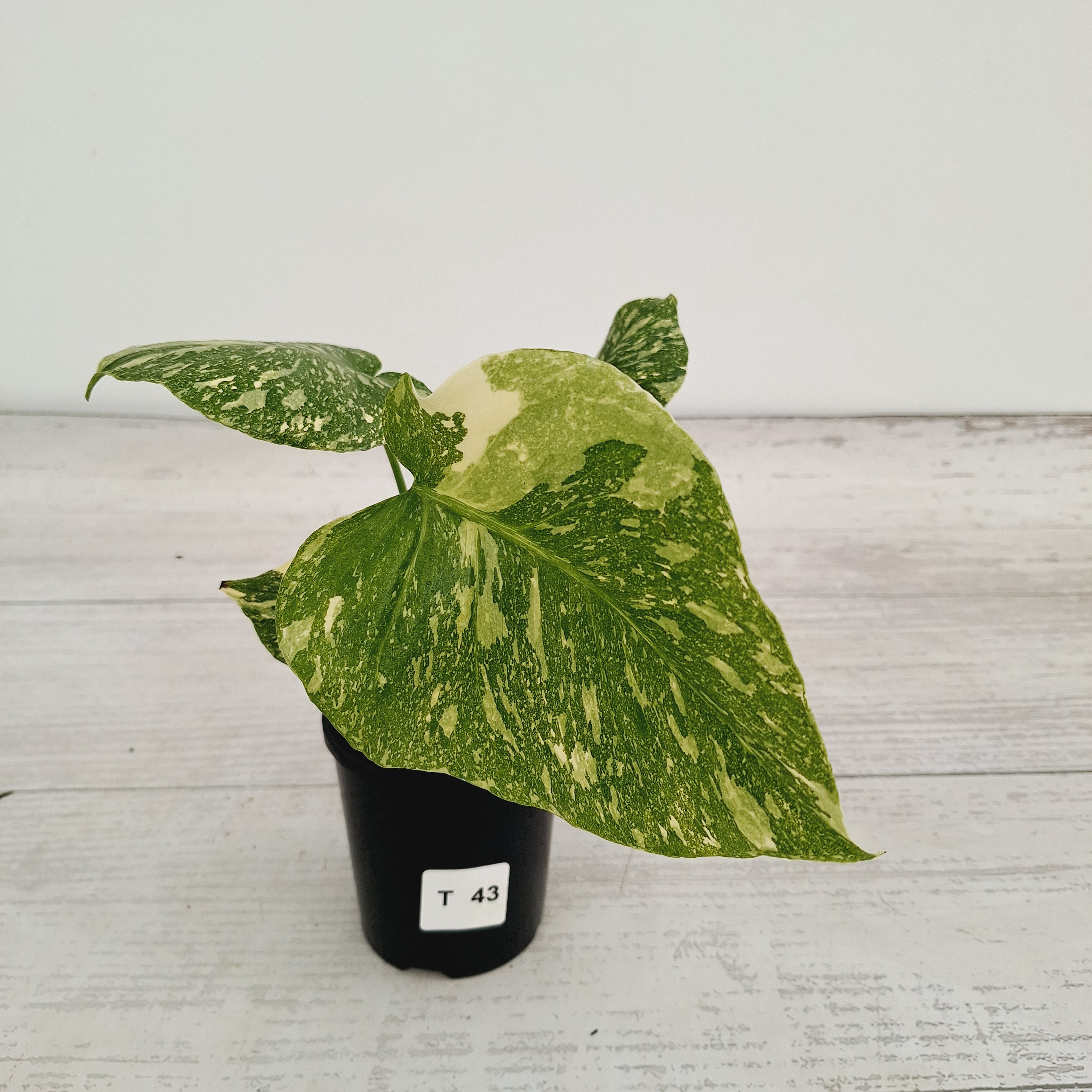 Monstera deliciosa Thai Constellation Sports