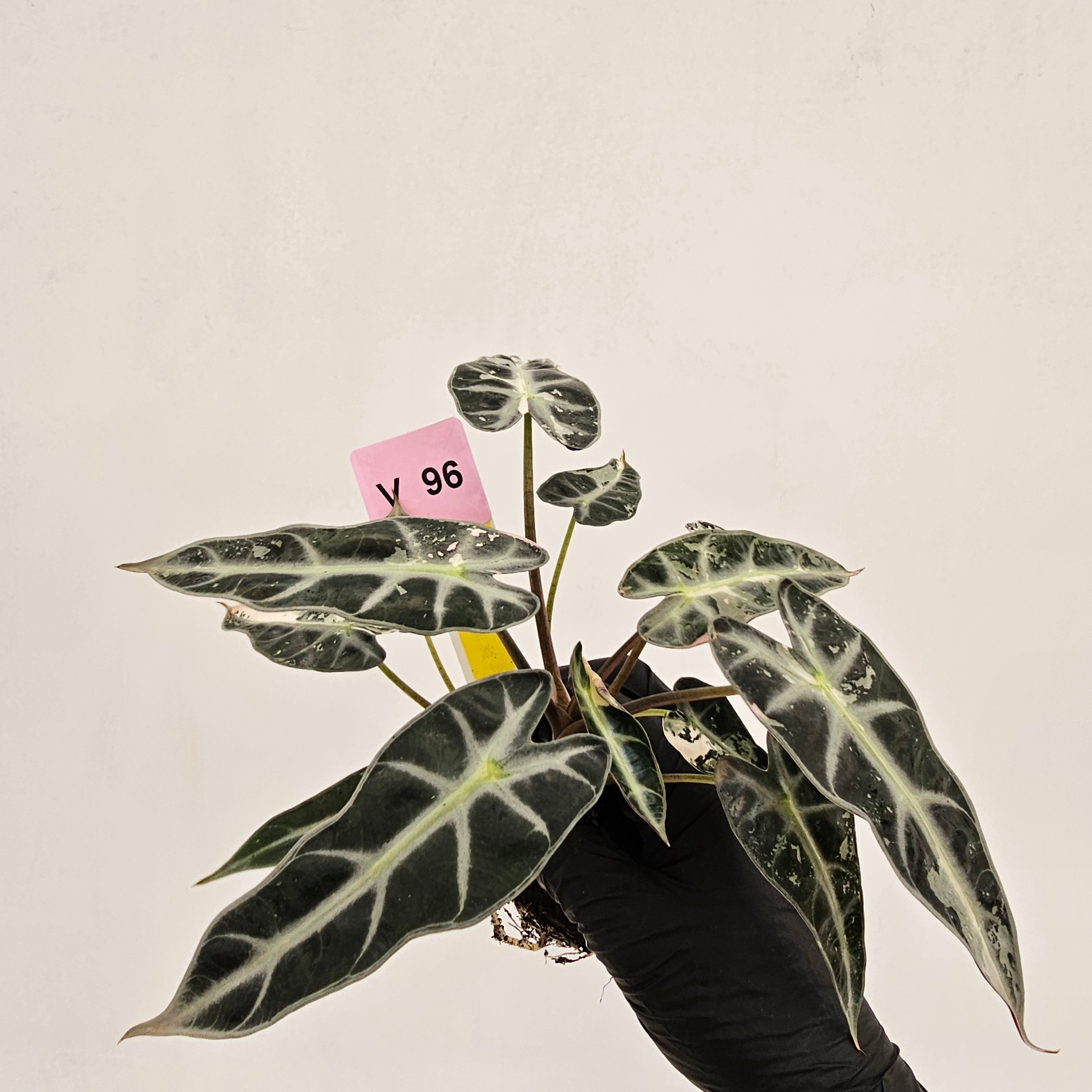 Alocasia Amazonica bambino Variegata - Bare Bottom Baby