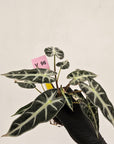 Alocasia Amazonica bambino Variegata - Bare Bottom Baby