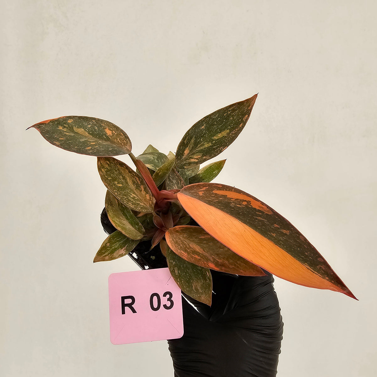 Philodendron 'Orange Princess' 70mm