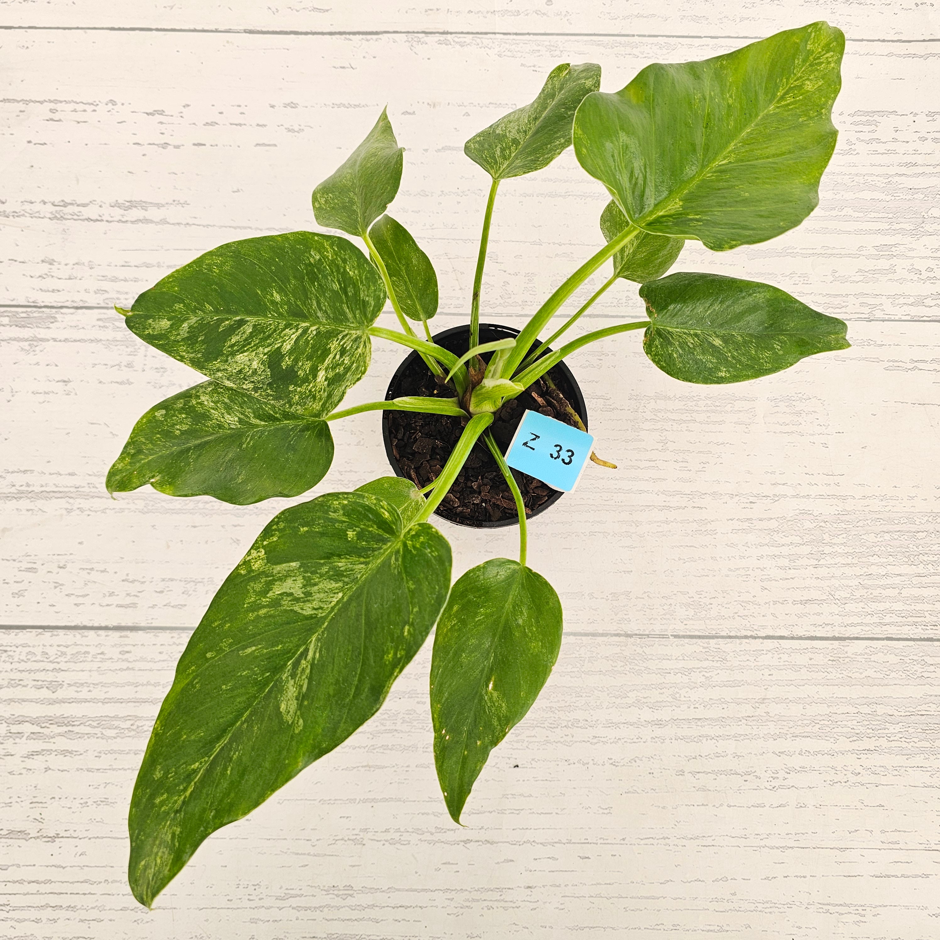 Philodendron giganteum Blizzard - SALE