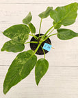 Philodendron giganteum Blizzard - SALE