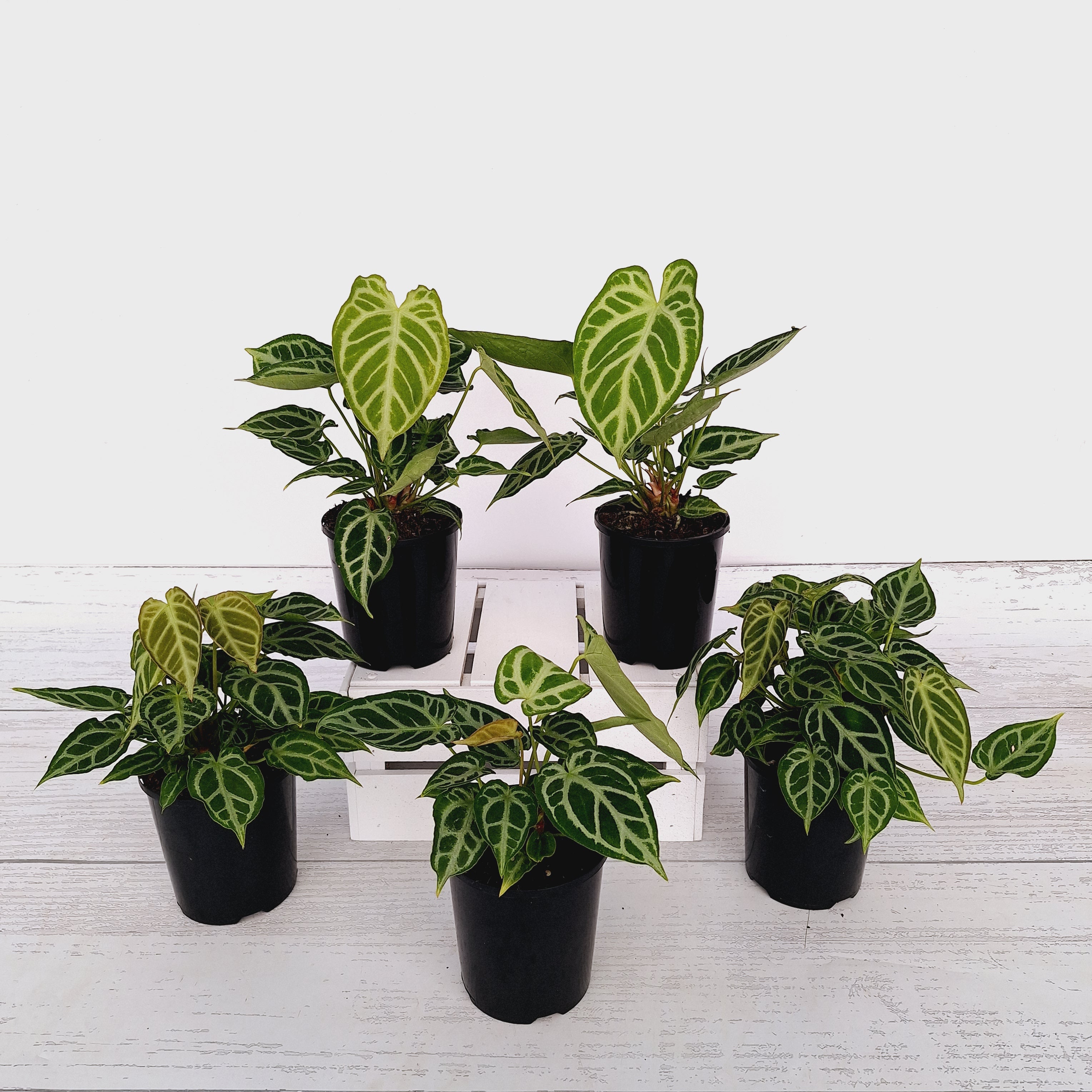 Anthurium Crystal x Hope – Enliven Plants