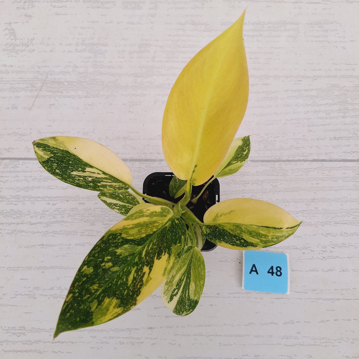 Philodendron Green Congo Variegata (Nuclear)