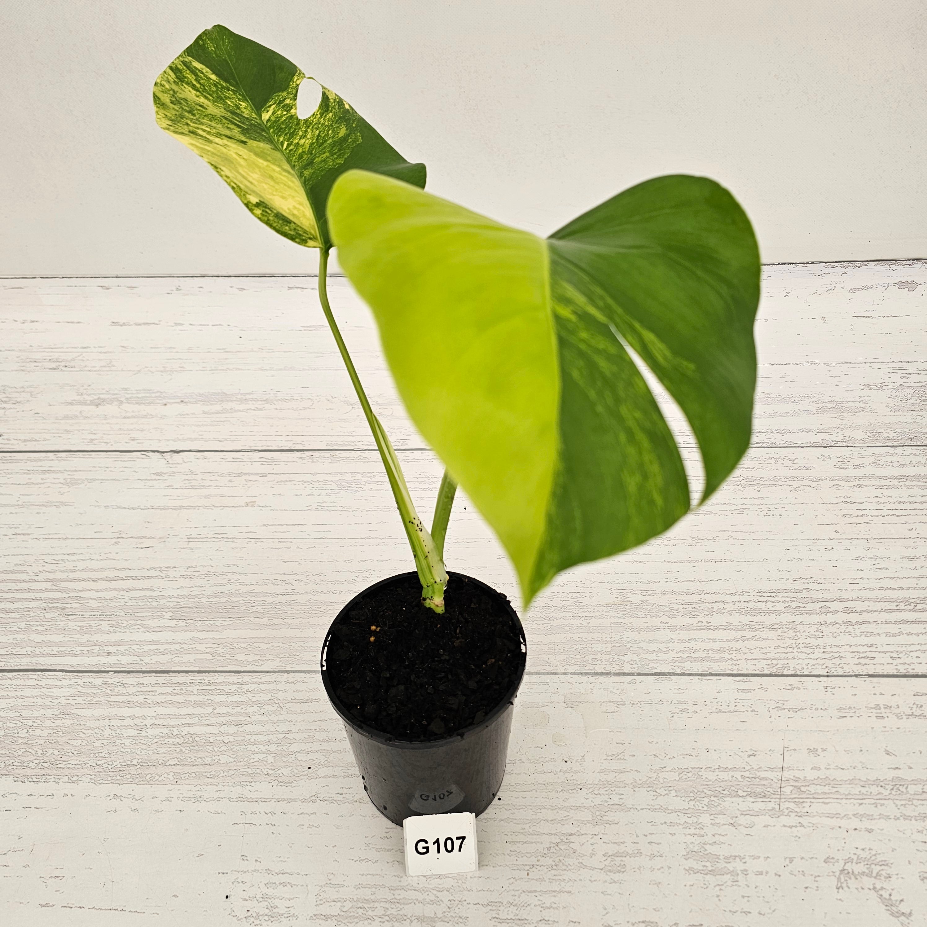 Monstera borsigiana Aurea