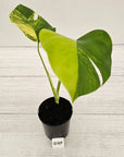 Monstera borsigiana Aurea