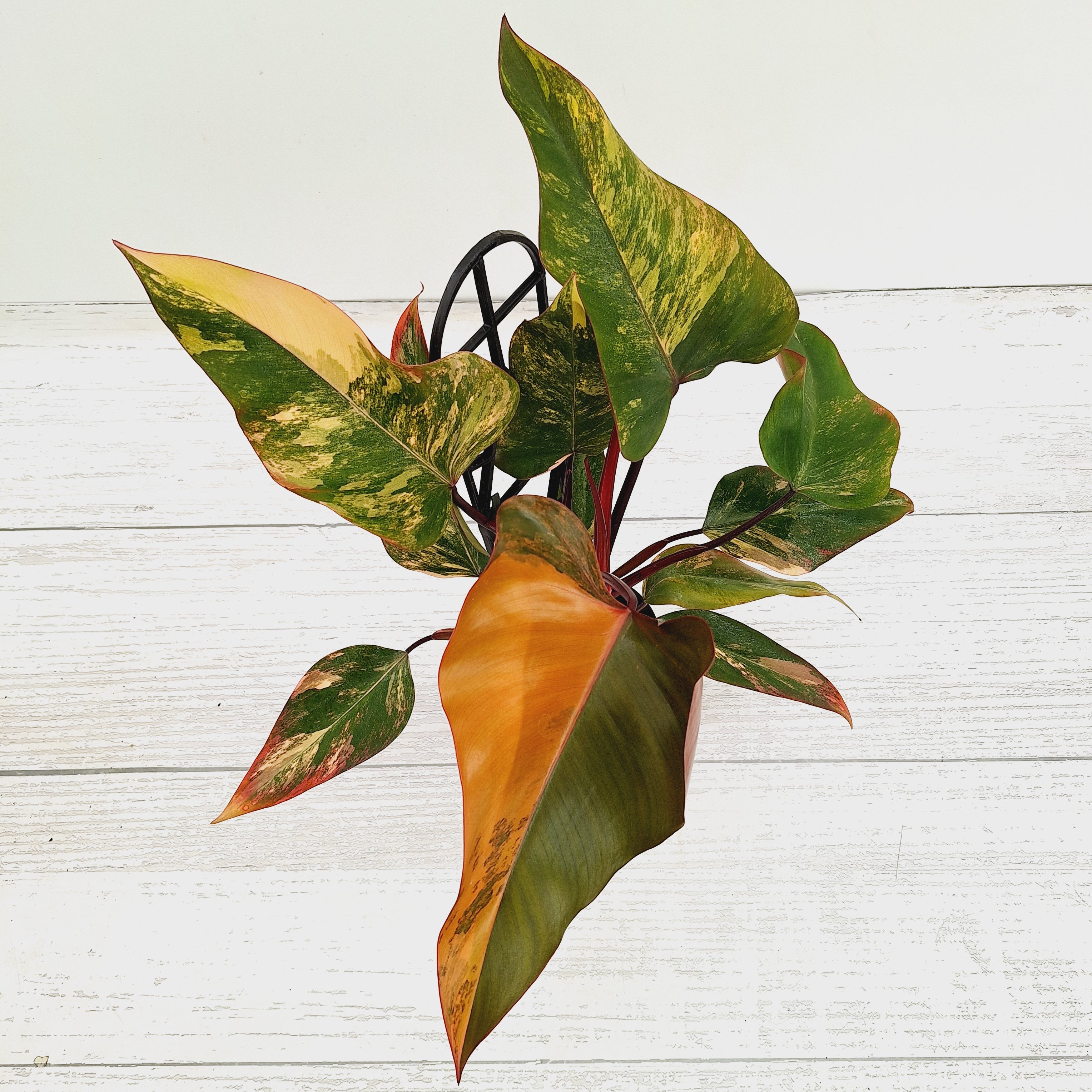Philodendron erubescens Strawberry Shake