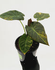 Alocasia 'Regal Shields'  variegata