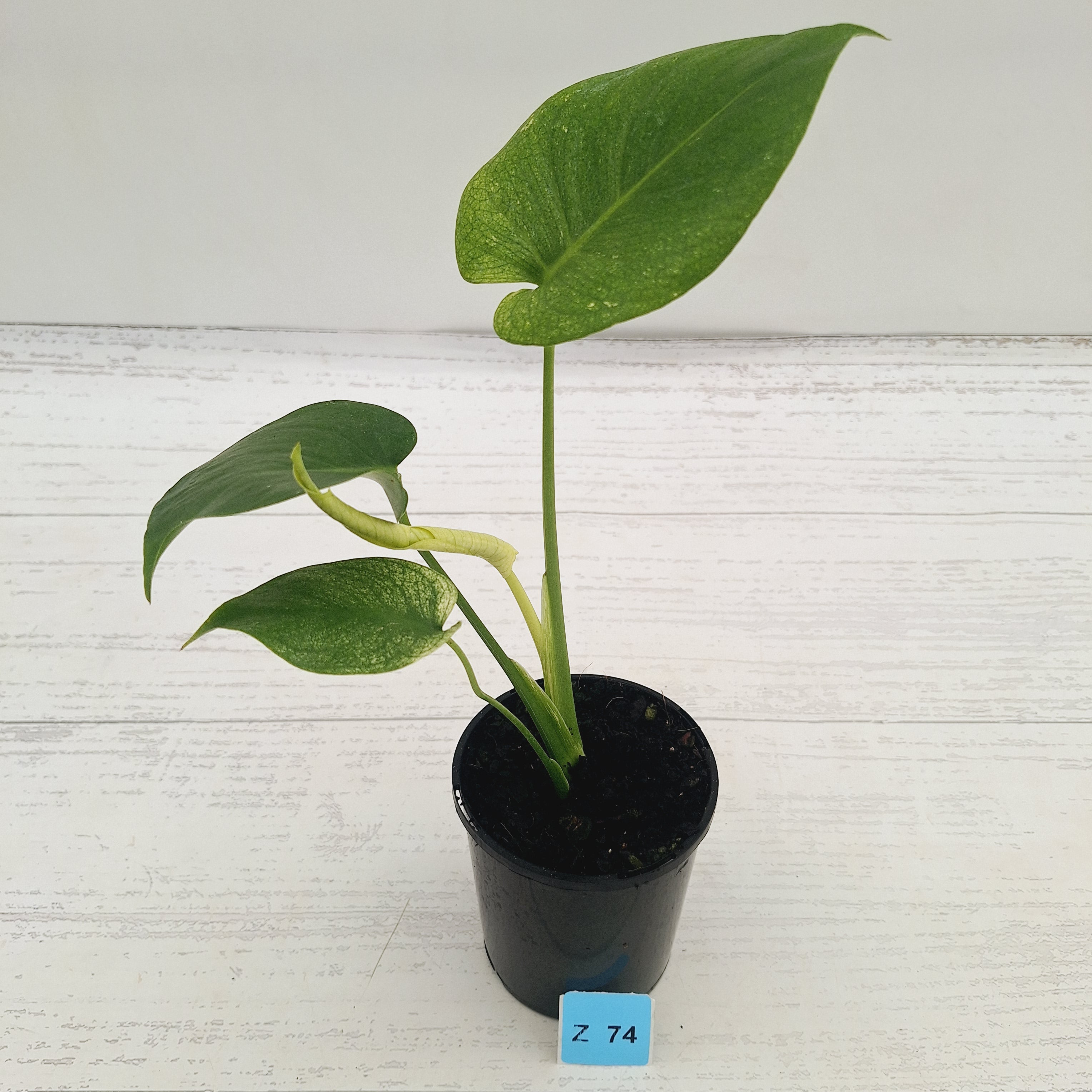 Monstera Deliciosa 'Mint'
