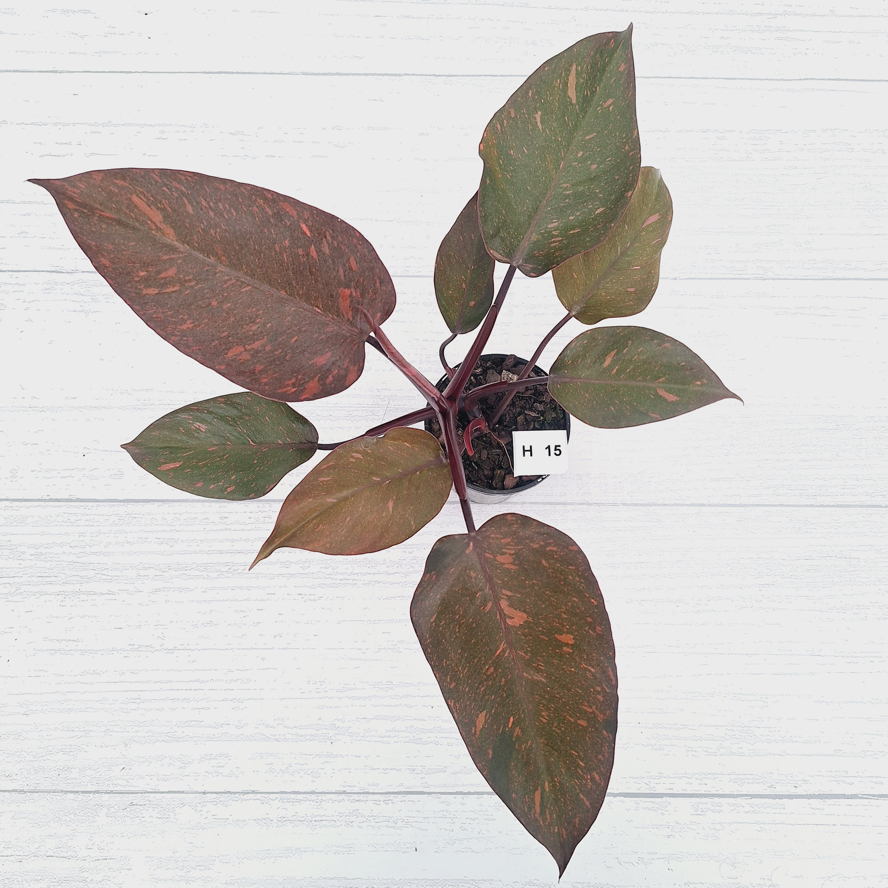 Philodendron 'Orange Princess' - FLASH SALE
