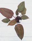 Philodendron 'Orange Princess' - FLASH SALE