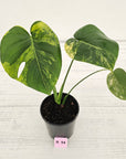 Monstera deliciosa Variegata