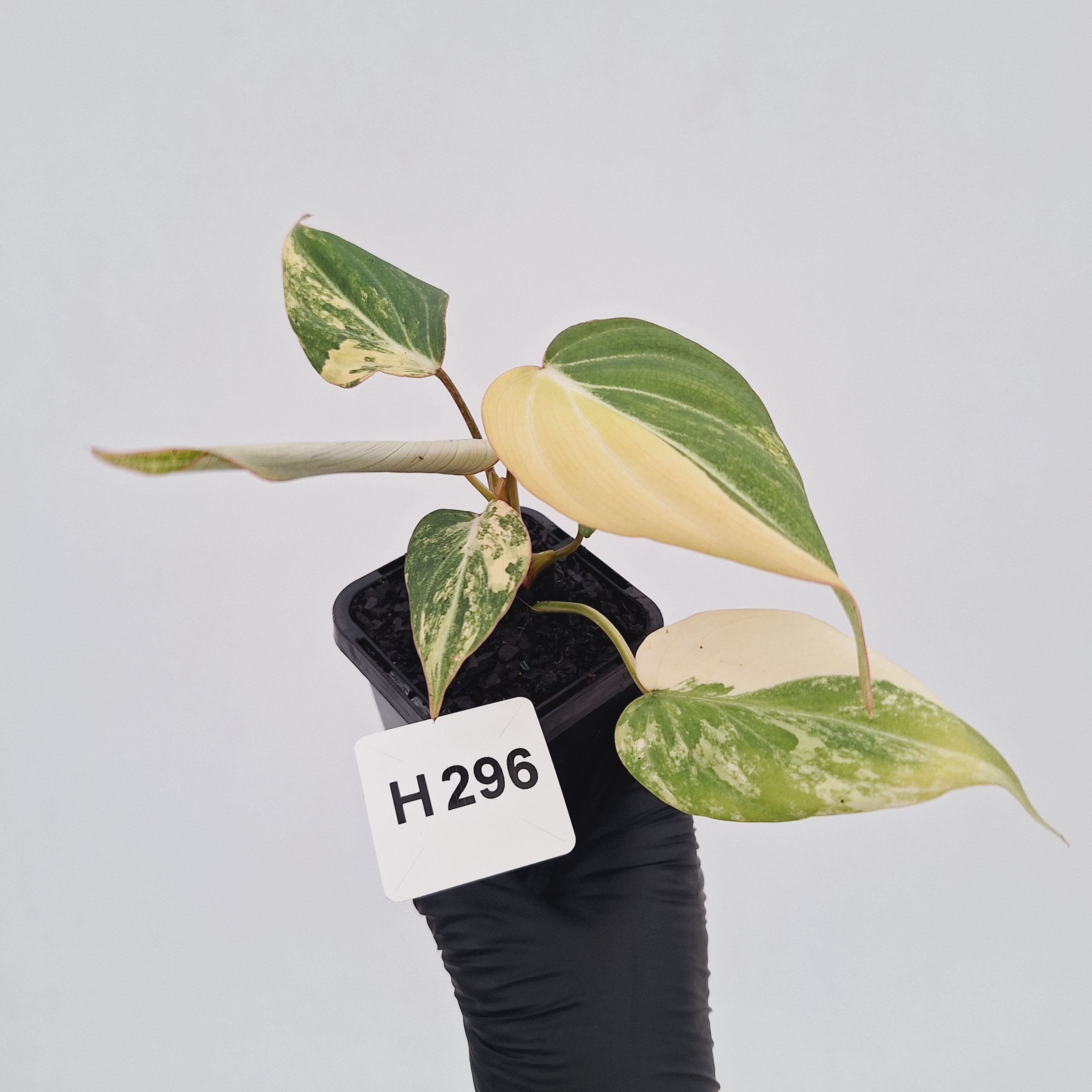 Philodendron gloriosum white vien variegata - SALE