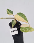 Philodendron gloriosum white vien variegata - SALE