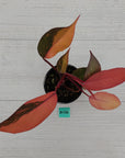 Philodendron 'Orange Princess'