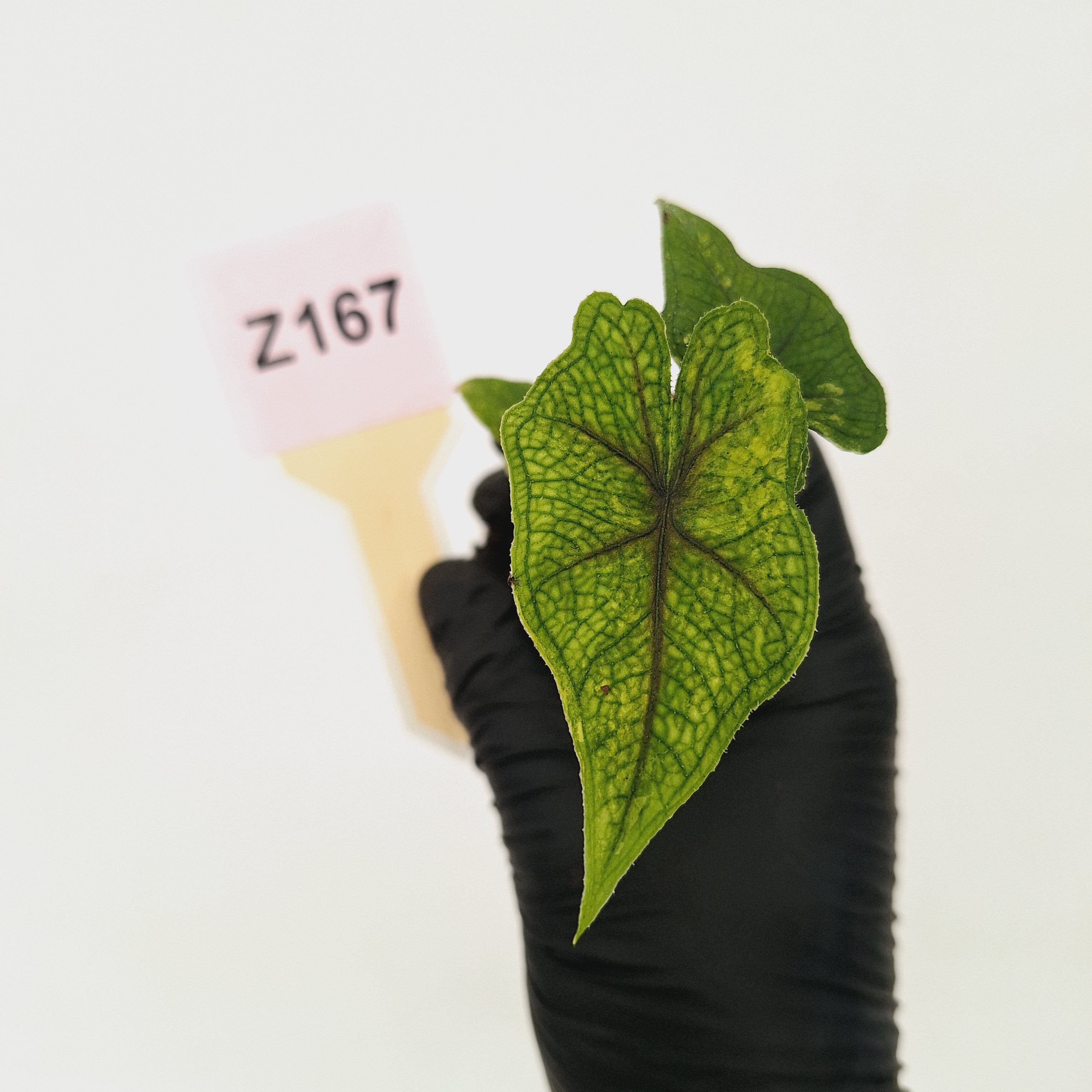 Alocasia tandurusa Jacklyn Variegata - Bare Bottom Baby