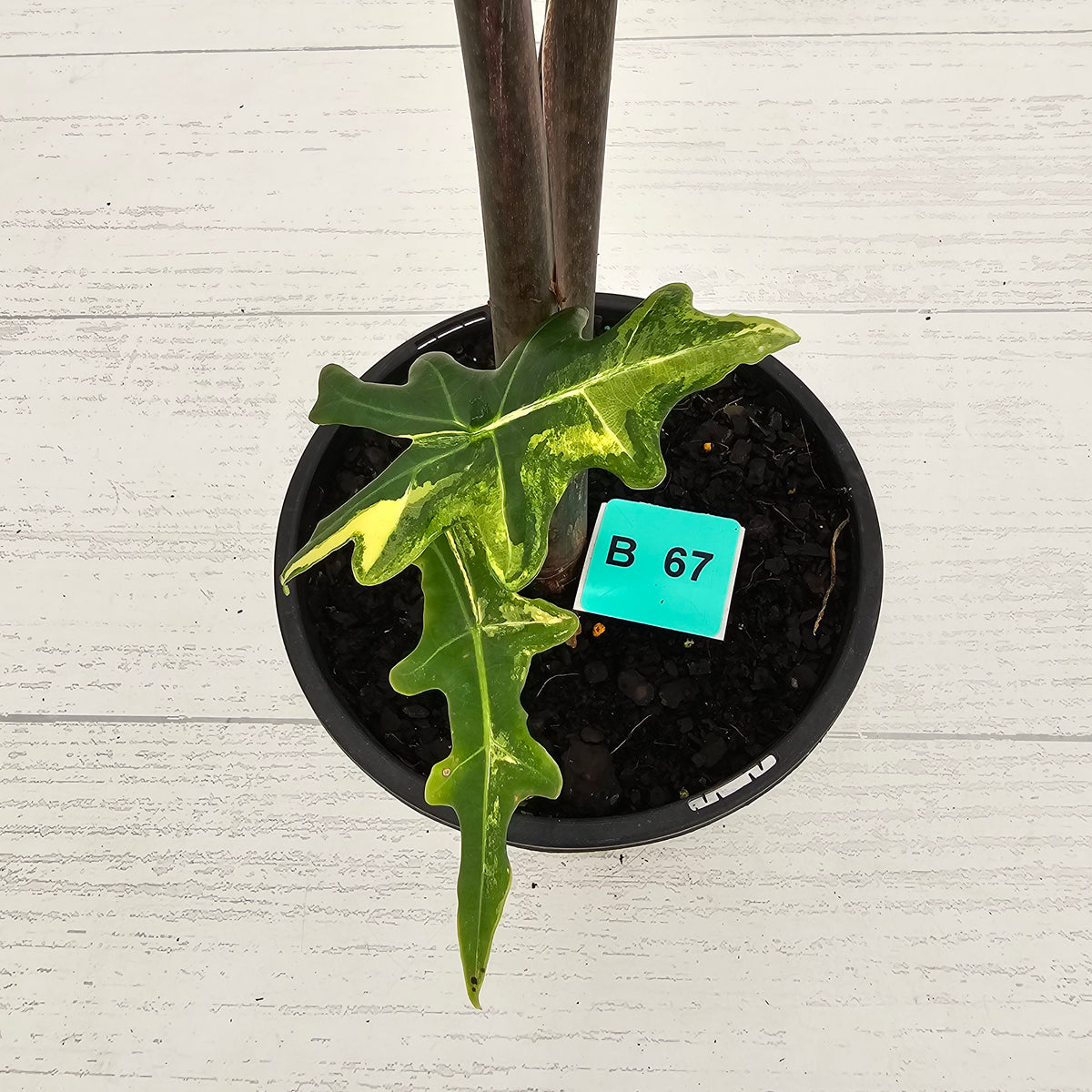 Alocasia portei Malaysian Monster variegata (aurea)