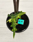 Alocasia portei Malaysian Monster variegata (aurea)