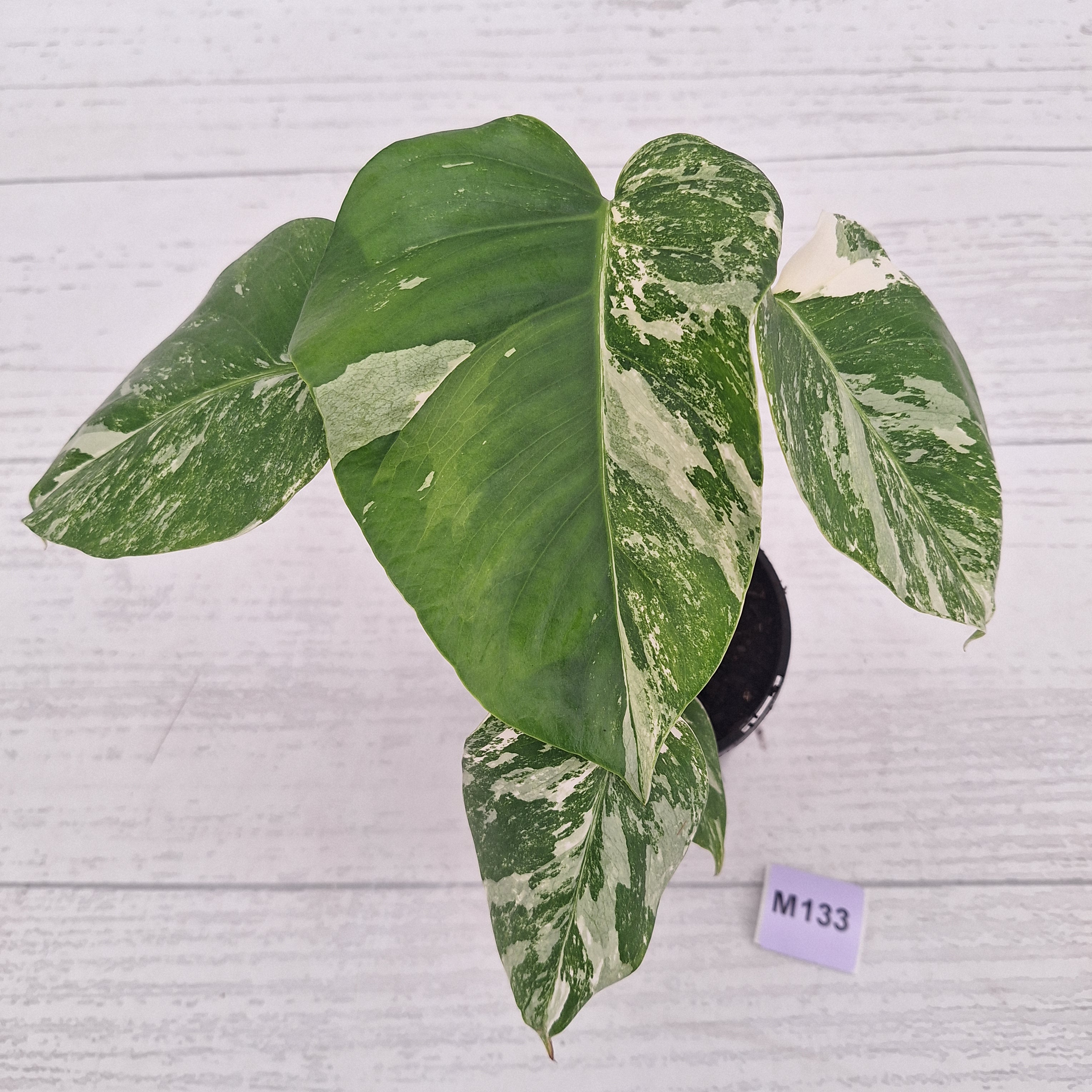 Monstera borsigiana 'Albo'