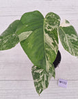 Monstera borsigiana 'Albo'