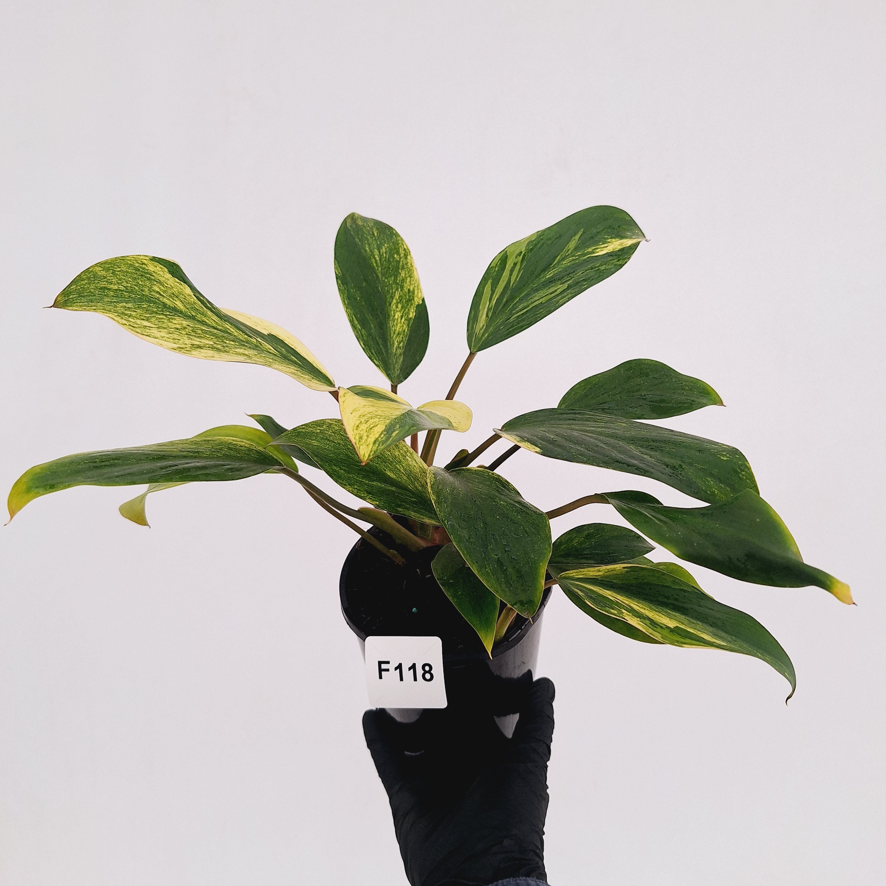 Homalomena Tropical Green Variegata -sale