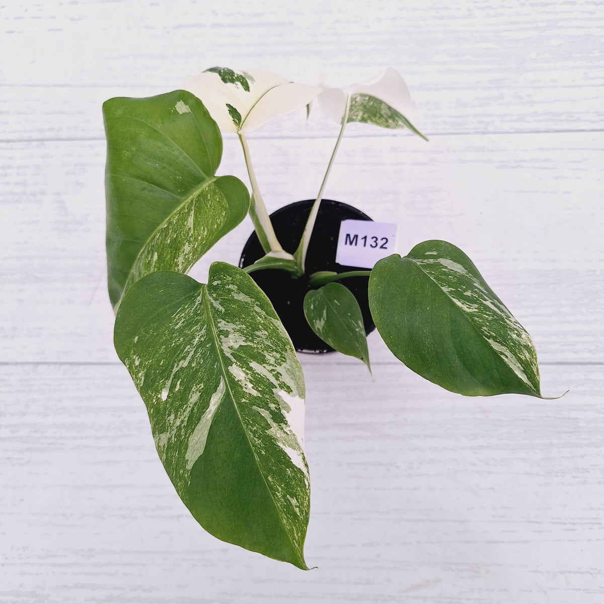 Monstera borsigiana 'Albo'