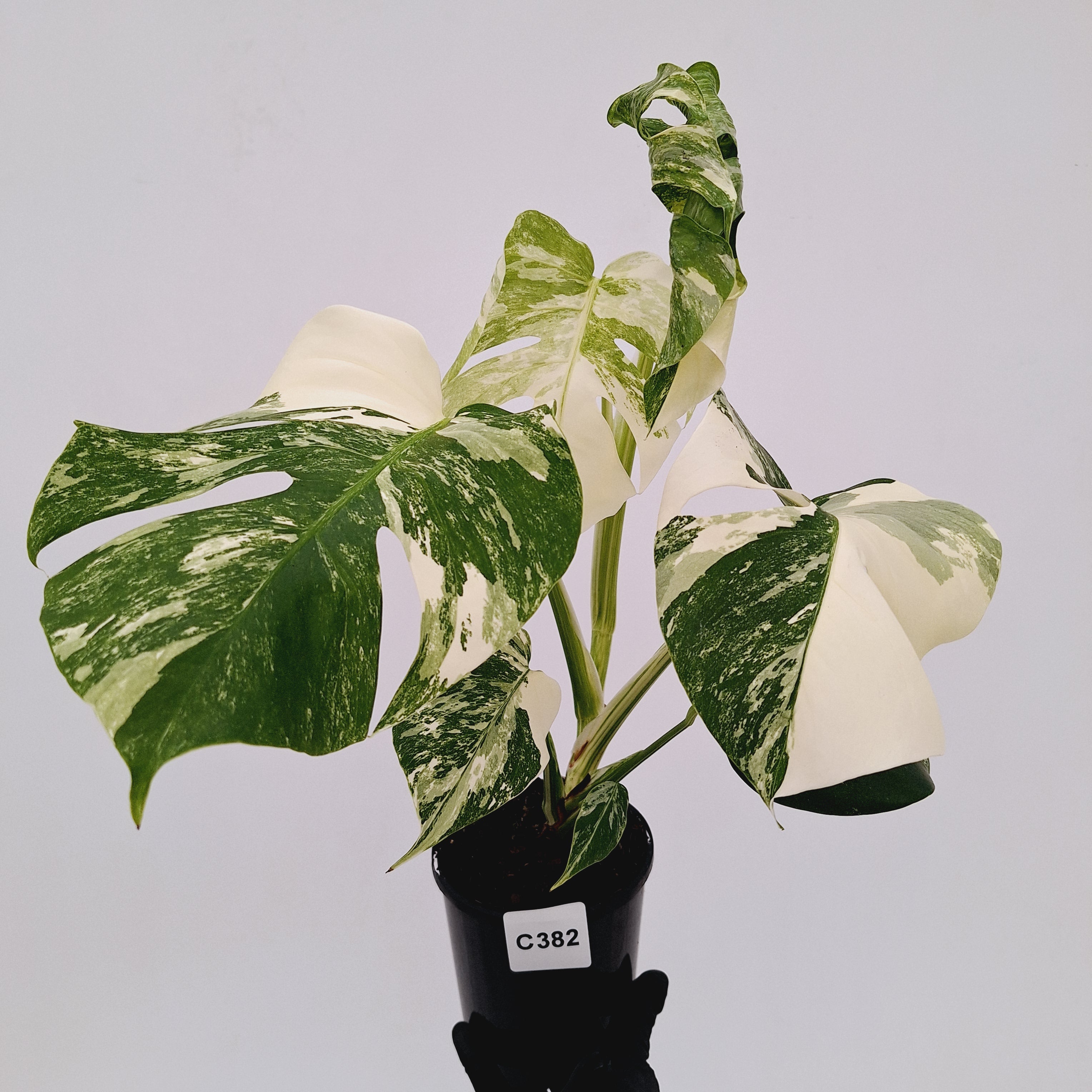 Monstera borsigiana 'Albo'