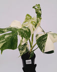 Monstera borsigiana 'Albo'