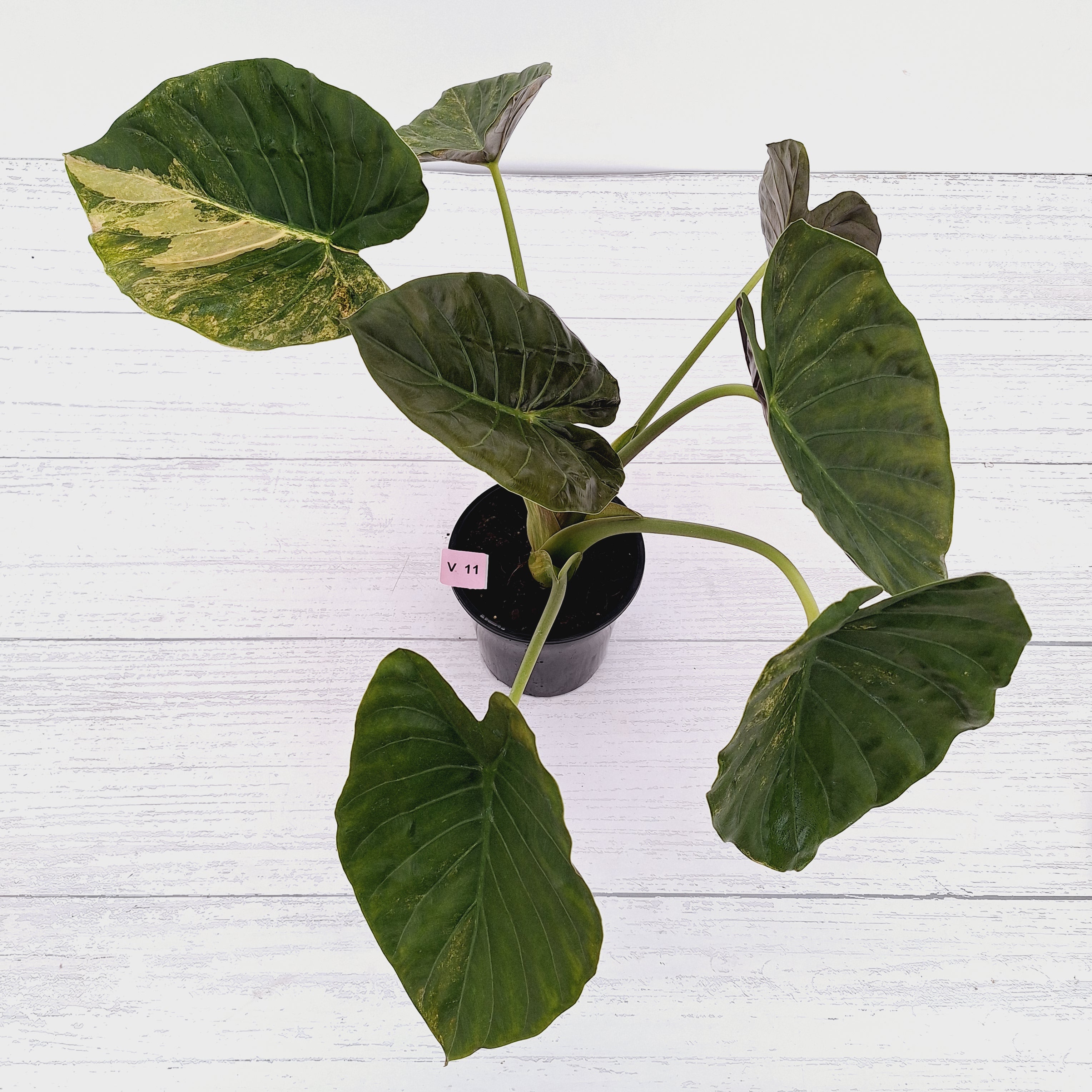 Alocasia ‘wentii’ Variegated - Sale