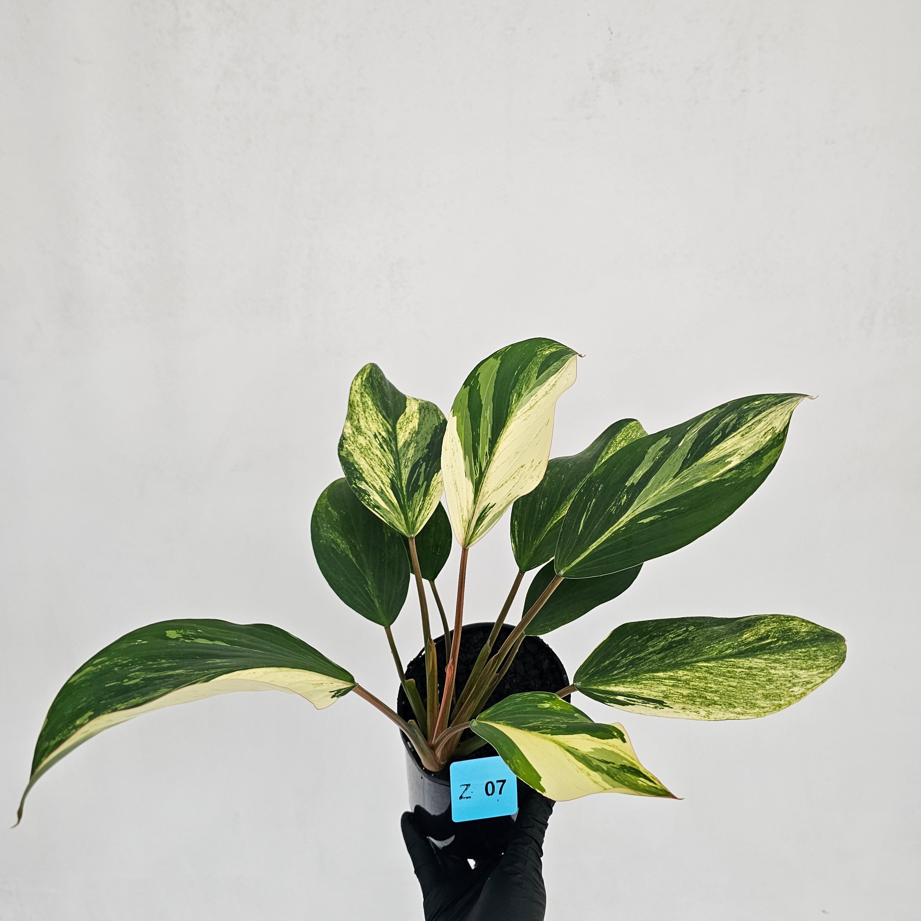 Homalomena Tropical Green Variegata -sale