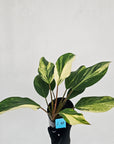 Homalomena Tropical Green Variegata -sale