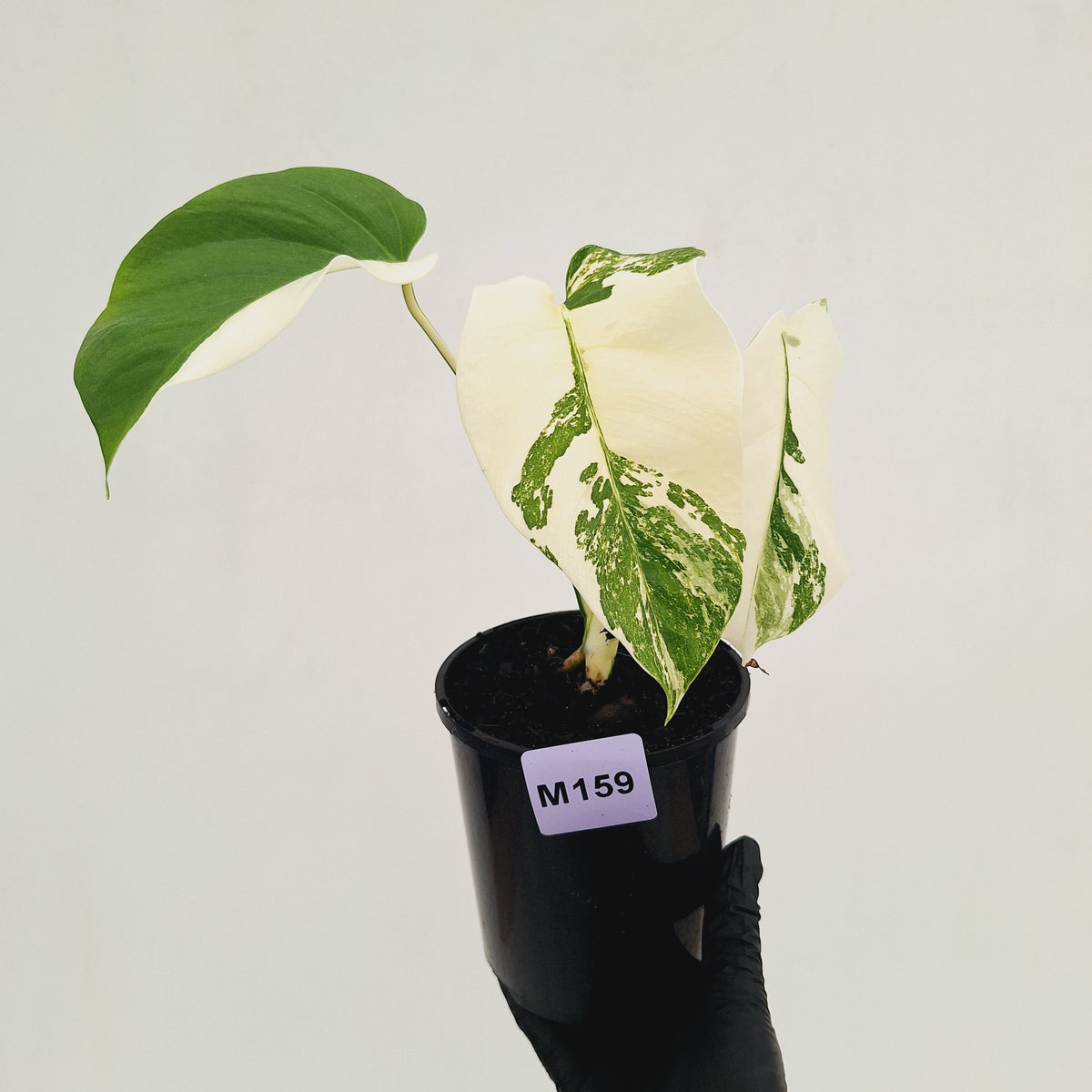 Monstera borsigiana 'Albo'