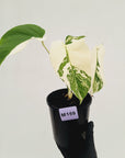Monstera borsigiana 'Albo'