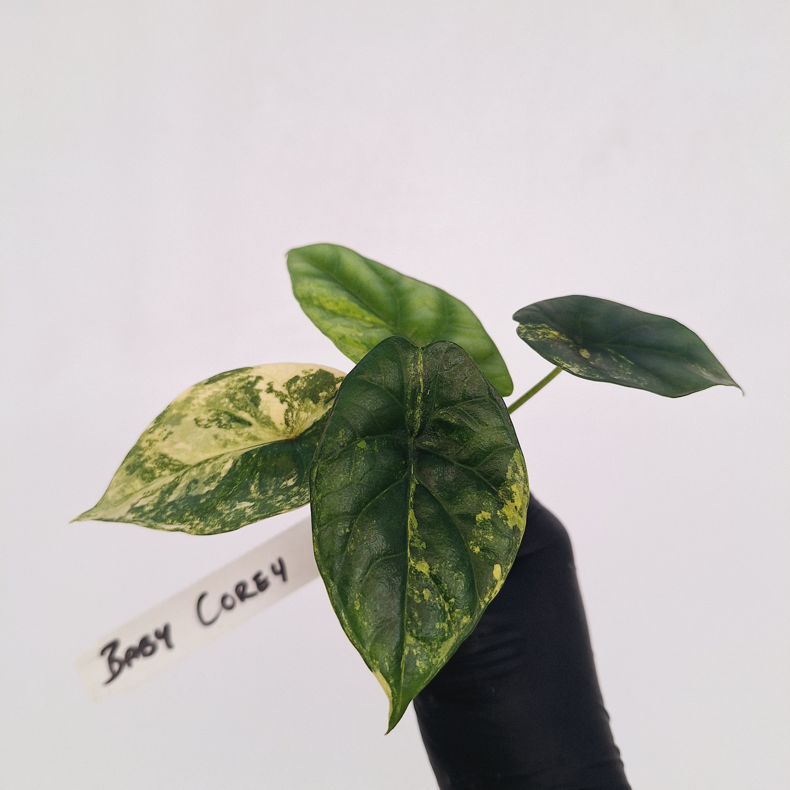 Alocasia sinuata Variegata - Bare Bottom Baby