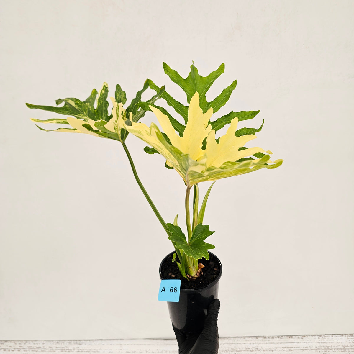 Philodendron selloum Variegata