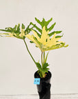 Philodendron selloum Variegata