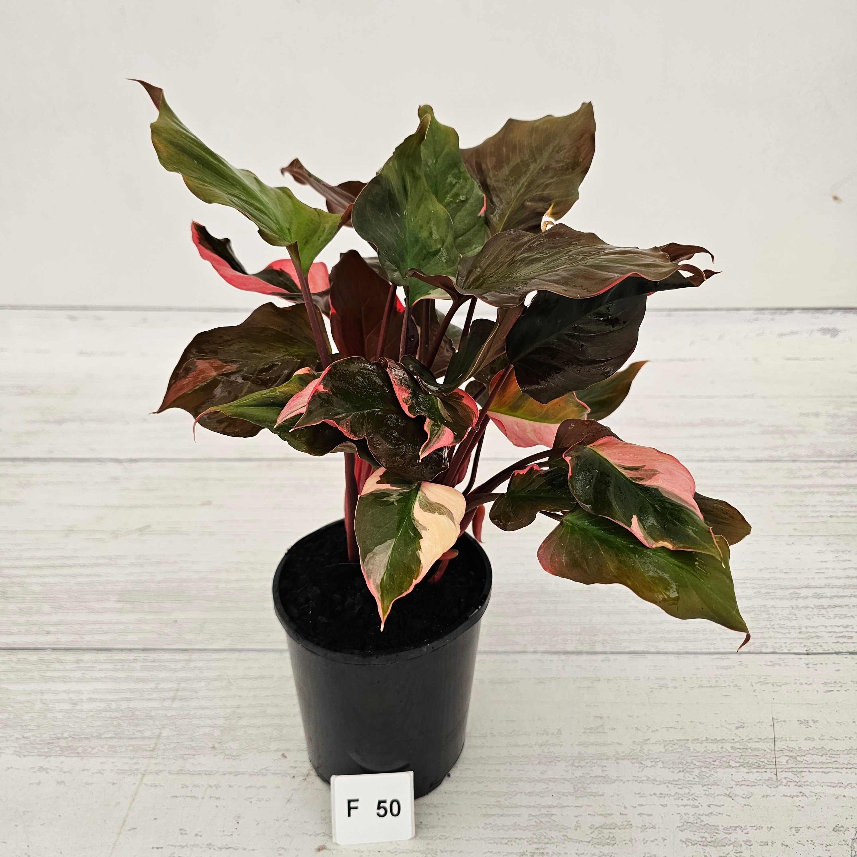 Homalomena rubescens Flaming Red Variegata